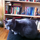 Image for article titled Caturday Night Special: Reader Kitties Are Surly & Sweet